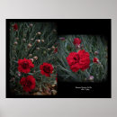 Zoek naar dianthus posters Fotografie