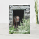 Zoek naar shetland pony kaarten Paarden