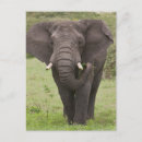 Zoek naar olifant oor posters Groen