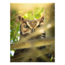 Zoek naar bubo virginianus posters Grote gehoornde uil