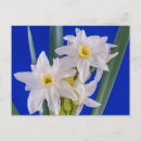 Zoek naar narcissus briefkaarten Jonquil
