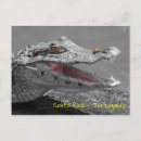 Zoek naar krokodil briefkaarten Wilde dieren