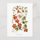 Zoek naar nasturtium kaarten Tropaeolum