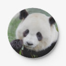 Zoek naar panda papieren bordjes Kawaii