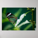 Zoek naar glaswerk posters Natuur