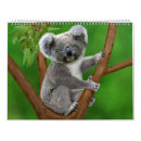 Zoek naar koala kalenders Schattig