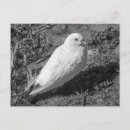 Zoek naar rotsduif Natuur