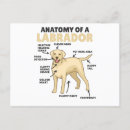 Zoek naar anatomie briefkaarten Honden