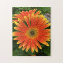 Zoek naar gerbera puzzels Flower