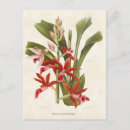 Zoek naar vintage botanisch briefkaarten Antiek