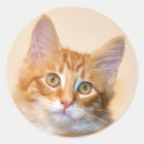 Zoek naar gember kat stickers Sinaasappel
