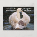 Zoek naar zwaan briefkaarten Voor iedereen