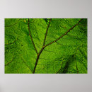 Zoek naar aders posters Groen