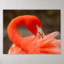 Zoek naar amerikaanse flamingo posters Dier