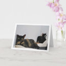 Zoek naar schildpad katten kaarten Feliene