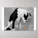 Zoek naar pitbull kunst Schattig