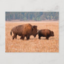 Zoek naar bison briefkaarten Bruin