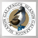 Zoek naar voet posters Booby