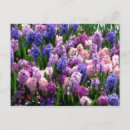 Zoek naar hyacint briefkaarten Roze