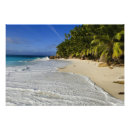 Zoek naar indische oceaan posters Palmboom