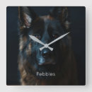 Zoek naar herders klokken Foto