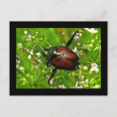Zoek naar kevers briefkaarten Coleoptera