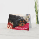 Zoek naar cavaliers kaarten Voor iedereen