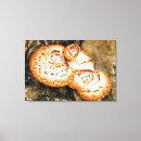 Zoek naar schimmel kunst Natuur