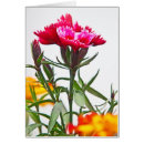 Zoek naar dianthus kaarten Bloesem