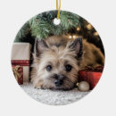 Zoek naar cairn terrier ornamenten Vakantie