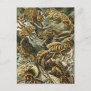 Zoek naar ernst haeckel briefkaarten Biologie