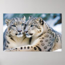 Zoek naar snow leopard kunst Winter