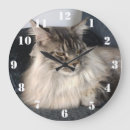 Zoek naar maine coon cats klokken Voor iedereen