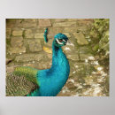 Zoek naar pauw foto posters Blauw