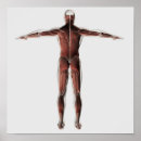 Zoek naar spierstelsel posters Biomedische illustraties