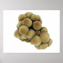 Zoek naar microscopisch posters Celbiologie