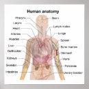 Zoek naar hart anatomie posters Slagaders