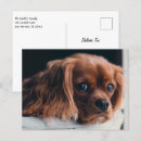 Zoek naar duizelig briefkaarten Schattig