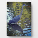 Zoek naar dieren fotoplaat Fotografie