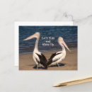 Zoek naar pelikaan briefkaarten Pelikanen