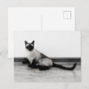 Zoek naar siamese kat briefkaarten Dier