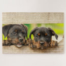 Zoek naar rottweiler puzzels Schattig