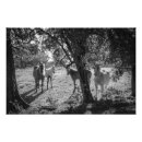 Zoek naar wild paarden posters Pony's
