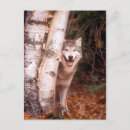 Zoek naar grijze wolf briefkaarten Canis lupus