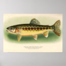 Zoek naar forel kunst Vlieg