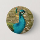 Zoek naar pauwen buttons Elk persoon