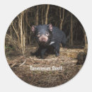 Zoek naar tasmaanse duivel stickers Australië