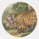 Zoek naar jaguar dier stickers Zoogdier