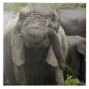 Zoek naar glimlach tegels Dier