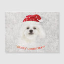 Zoek naar bichons kaarten Voor hem/haar